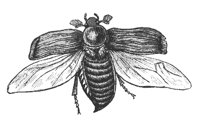 beetle_7360_md.gif