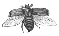 beetle_7360_lg.gif