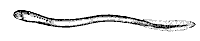 lamprey_7380_sm.gif
