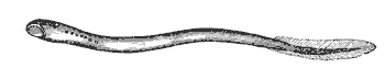 lamprey_7380_md.gif