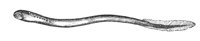 lamprey_7380_lg.gif
