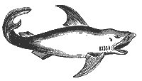 white-shark_7382_sm.gif