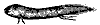 mud-fish_7383_th.gif