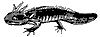 axolotl_7384_th.gif