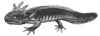 axolotl_7384_lg.gif