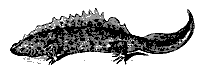 newt_7385_sm.gif