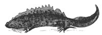 newt_7385_md.gif