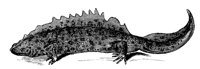 newt_7385_lg.gif
