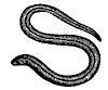 blind-worm_7389_th.gif