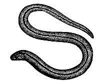 blind-worm_7389_sm.gif