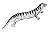 skink_7390_th.gif