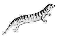 skink_7390_sm.gif