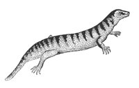 skink_7390_md.gif
