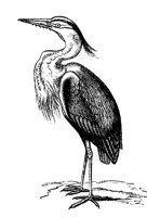 heron_7393_lg.gif