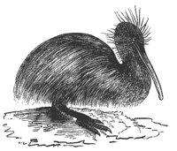 apteryx_7394_md.gif