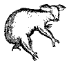koala_7409_th.gif