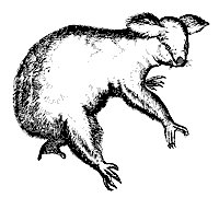 koala_7409_sm.gif