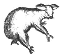 koala_7409_md.gif