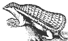 armadillo_7410_th.gif