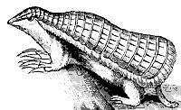 armadillo_7410_sm.gif
