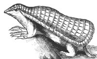 armadillo_7410_md.gif