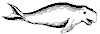 dugong_7411_th.gif