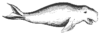 dugong_7411_sm.gif