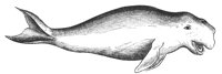 dugong_7411_lg.gif