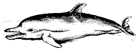 dolphin_7412_sm.gif