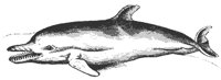 dolphin_7412_md.gif