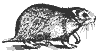hamster_7426_th.gif
