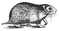 hamster_7426_sm.gif