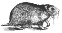 hamster_7426_md.gif