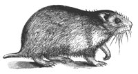hamster_7426_lg.gif