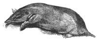 mole_7428_lg.gif