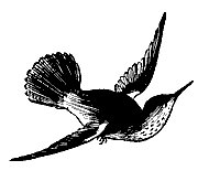 hummingbird_7429_sm.gif