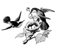 hummingbird_7430_lg.gif