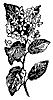 arbutus_7474_th.gif