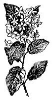 arbutus_7474_sm.gif