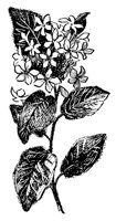 arbutus_7474_md.gif