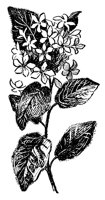 arbutus_7474_lg.gif