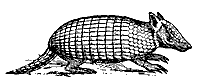 armadillo_7477_sm.gif