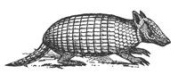 armadillo_7477_lg.gif