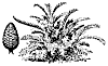 arrowroot_7478_th.gif