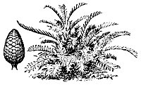 arrowroot_7478_sm.gif