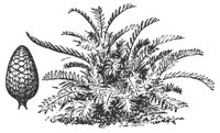 arrowroot_7478_md.gif