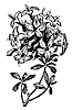 azalea_7482_th.gif