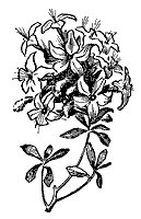 azalea_7482_sm.gif
