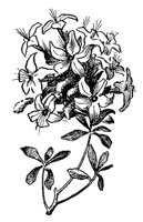 azalea_7482_md.gif