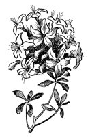 azalea_7482_lg.gif